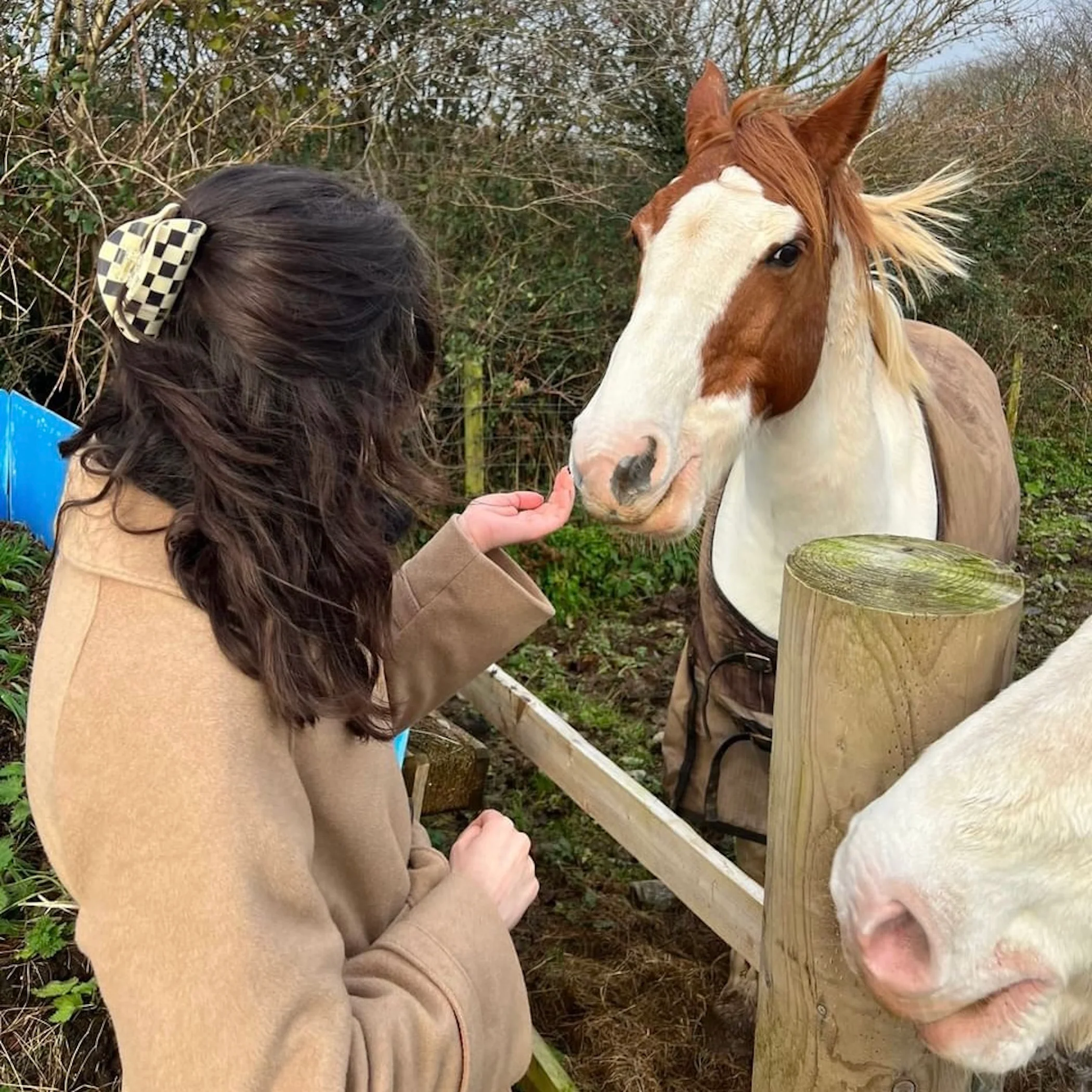 Checker Claw in Clear - Image 3